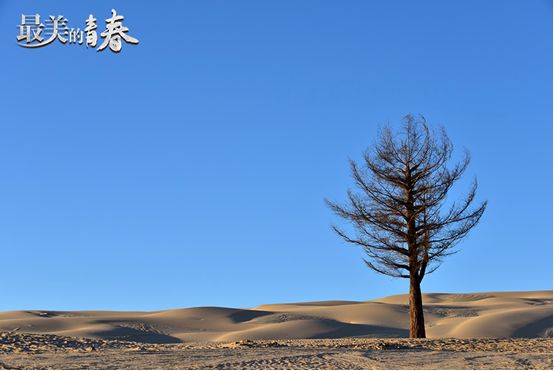 最美的青春实时收视破28功勋树点亮荒漠绿光